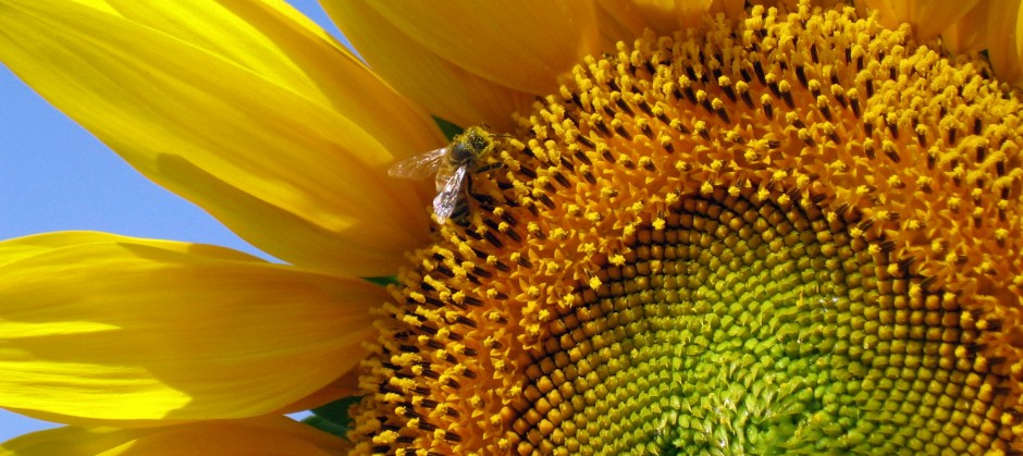 2006_06_27 girasoli e mare 034